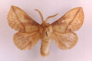 Euthrix potaroria 